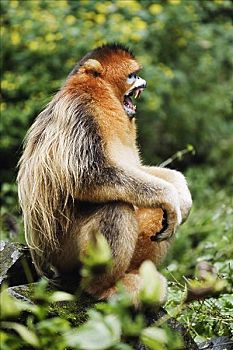 soi lo kep bach thu