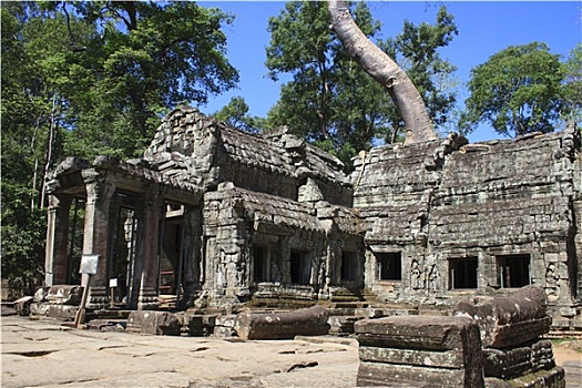 gà tre đá cựa