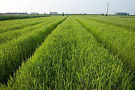 cầu bạch thủ mb