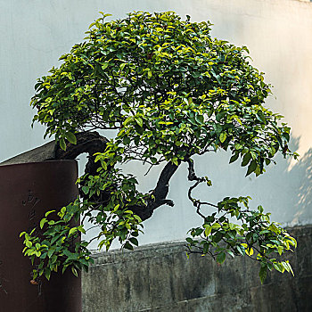 soi cau dau duoi mb