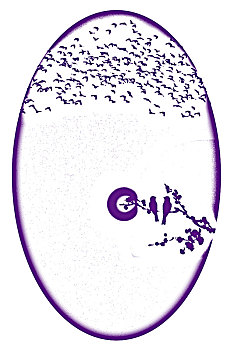 soi cau rong
