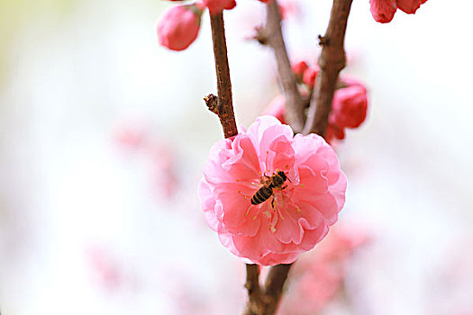 các dàn đề