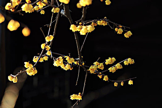 xổ số an giang trực tiếp