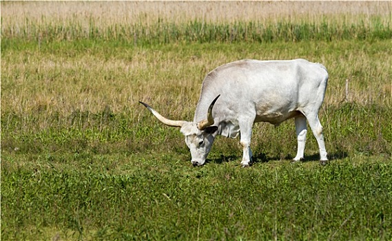 soi cau lo de