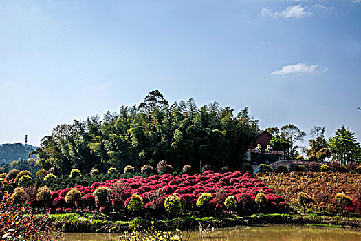 soi cau 88
