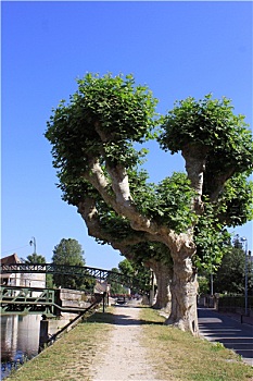 cau lo bach thu khung 3 ngay