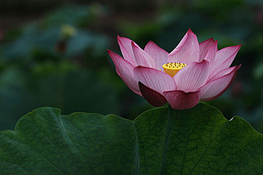 soi cầu đề hôm nay