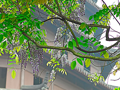 soi cầu thuận vũ