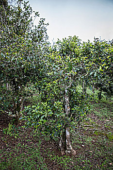 soi cầu chuẩn misa