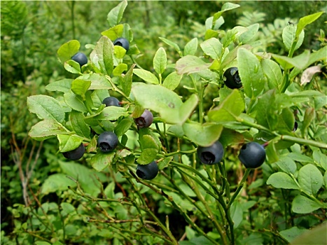 xổ số vietlott hôm nay