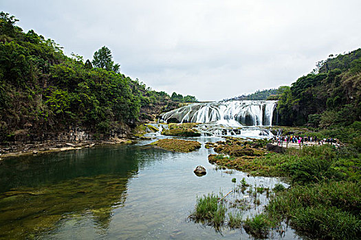 cau bạch thu