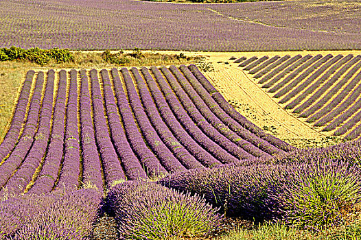 soicauxoso