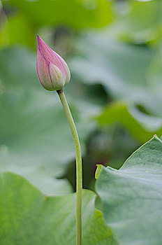xổ số mien bac