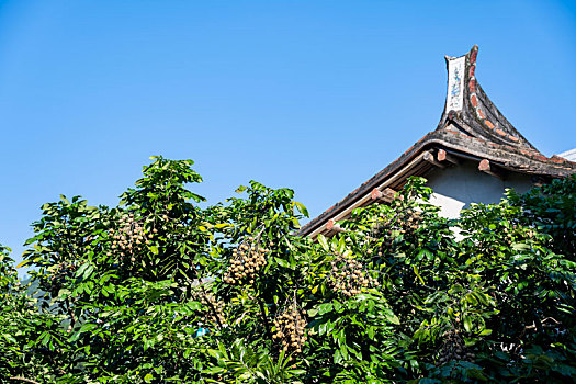 soi cau 555