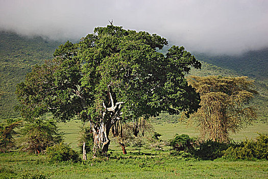 xsmb rong bạch kim