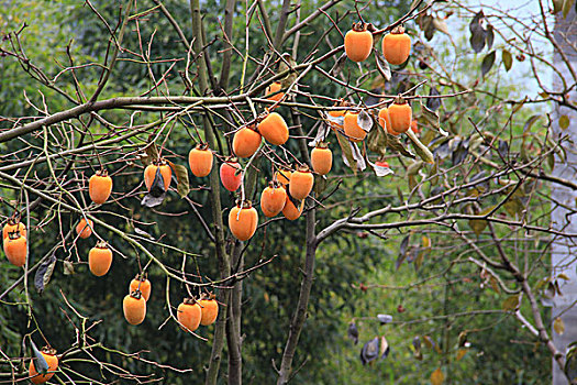 lo xien 2 mien phi