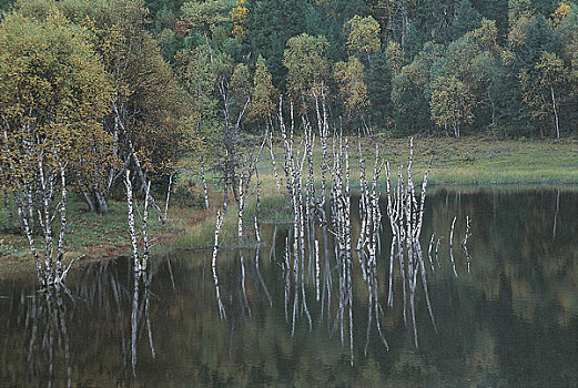 soi cau lo rong bach kim