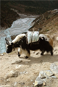 gà đá mỹ