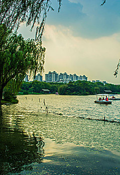 soi cau bach thu lo to