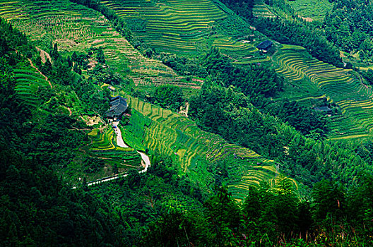 soi cau thu đo