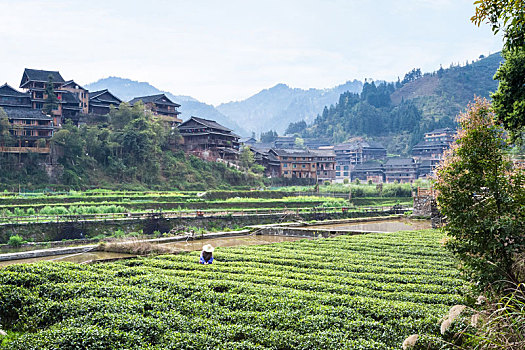 bạch thu lo mb