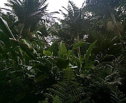 soi cau bac