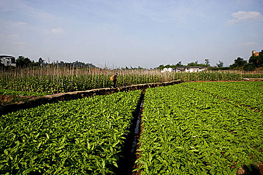 du doan 3 mien chinh xac