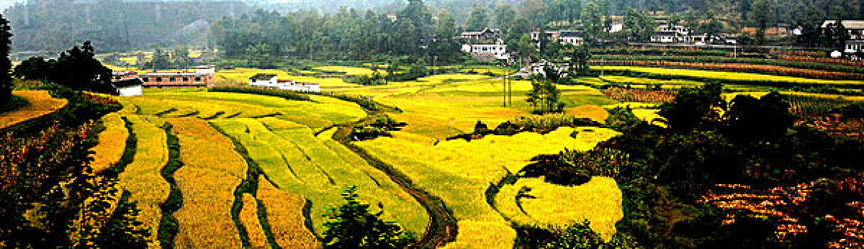 bạch thủ đề miền bắc
