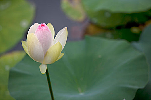 xs vinh long