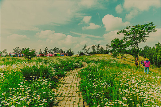 lô bạch thủ miền bắc