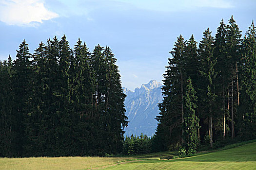 du doan rong bach kim