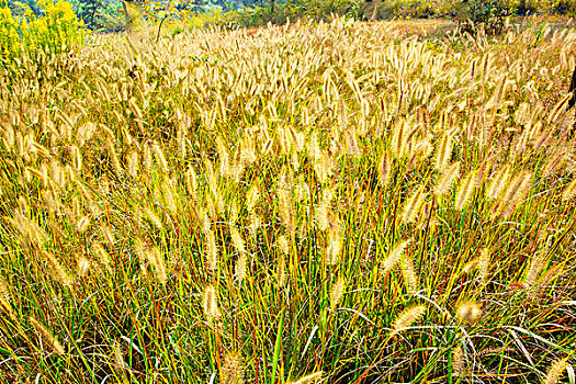 soi cau xo so binh duong
