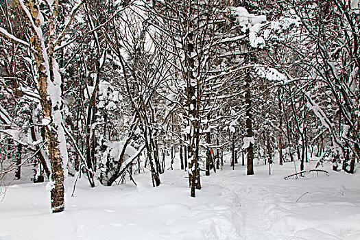rong vang bach kim