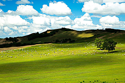 soi câu bach thu
