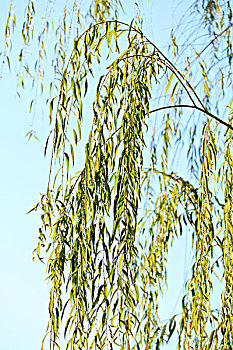 lo dan lo xien