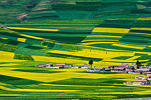 soi cau dai loc