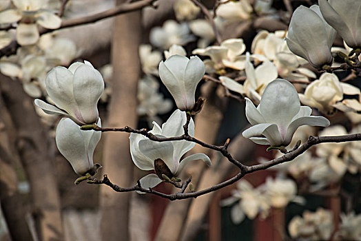 lô bạch thủ