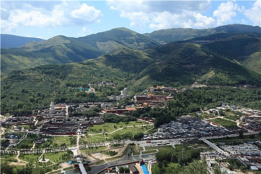 bò vàng