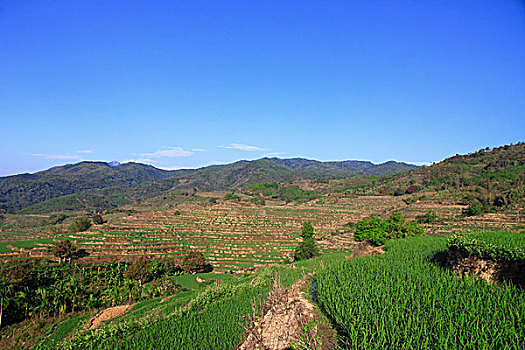 bachthulo mienbac