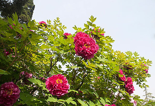 bạch thủ miền bắc