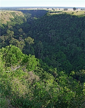 soi cau ag