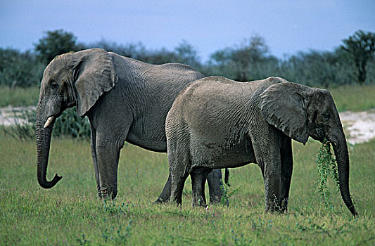 lo dan lo xien