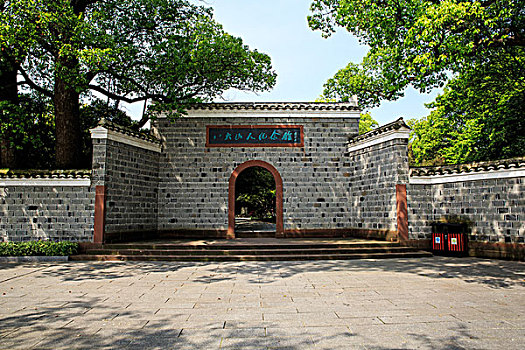 cau bạch thu