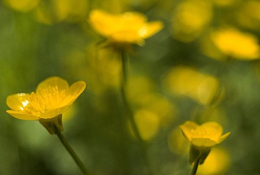 cầu miền bắc bạch thủ