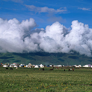 bạch thu lo de