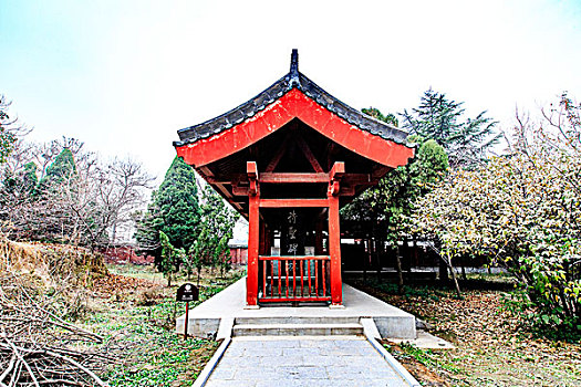 soi cau lo bach thu khung 5 ngay