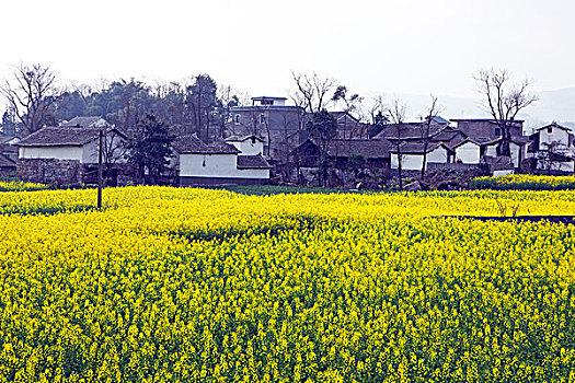 soi cau de bach thu