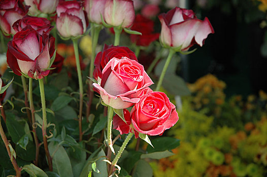 soi cầu 286