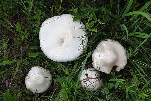 xô sô miên bắc