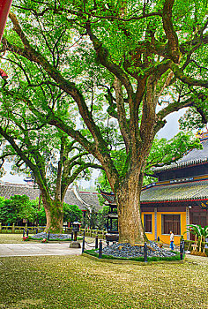 soi câu mien phi